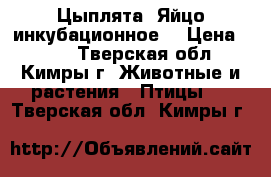 Цыплята. Яйцо инкубационное. › Цена ­ 120 - Тверская обл., Кимры г. Животные и растения » Птицы   . Тверская обл.,Кимры г.